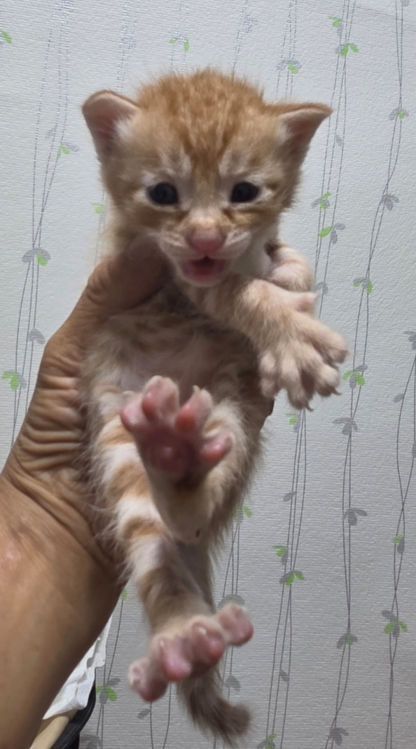 보호중 한국 고양이…